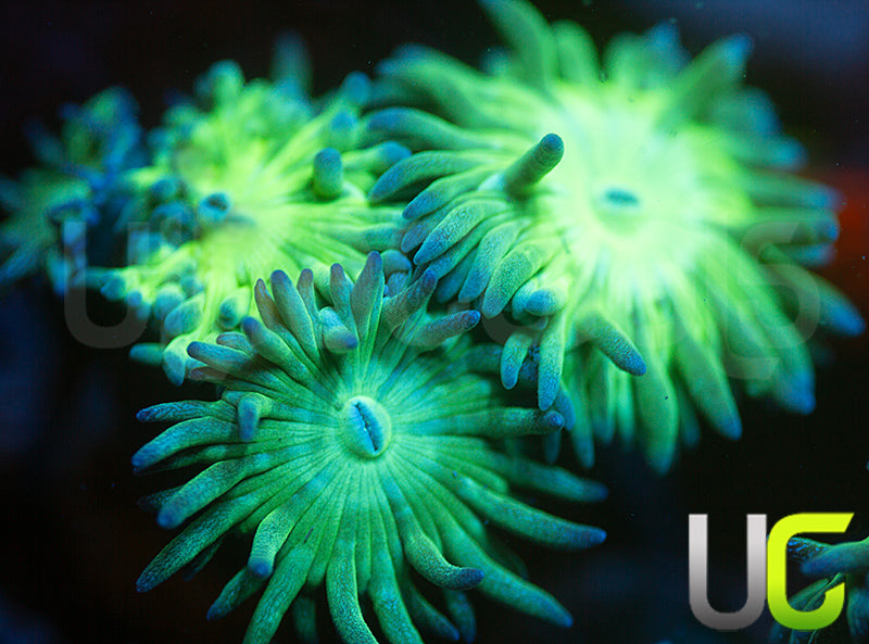 Aquacultured Blue Tipped Duncan