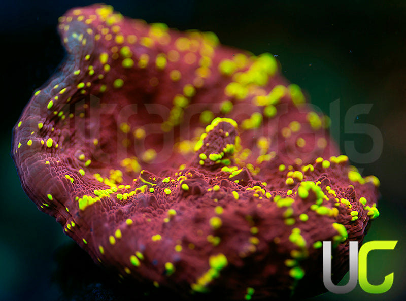 JF Gold Meister Chalice