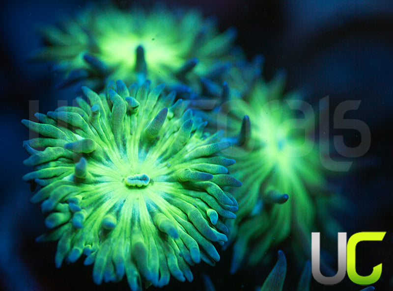 Aquacultured Blue Tipped Duncan