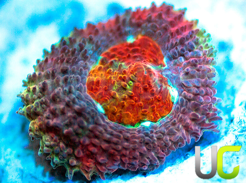 UC Limp Bizkit Micro Amakusensis