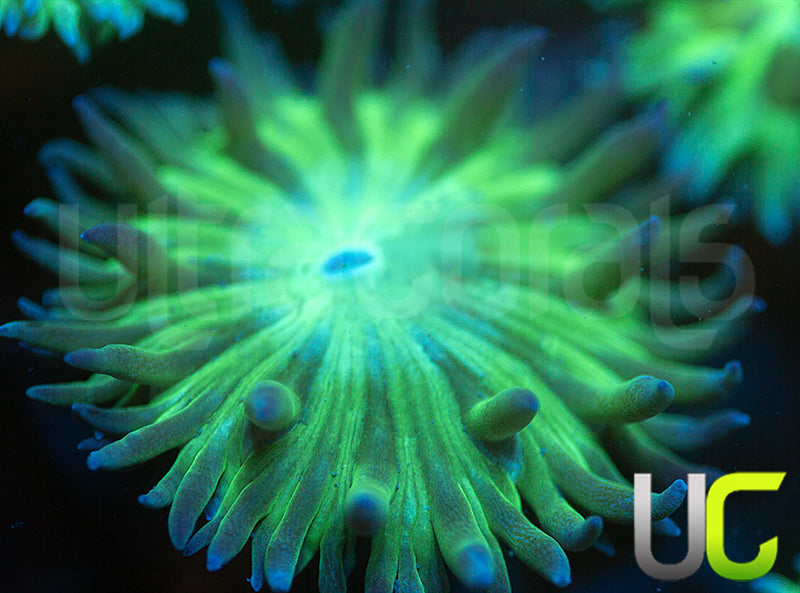 Aquacultured Blue Tipped Duncan