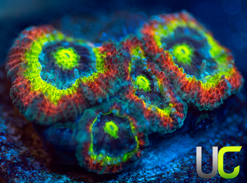 BigR Holy Grail Micro Amakusensis