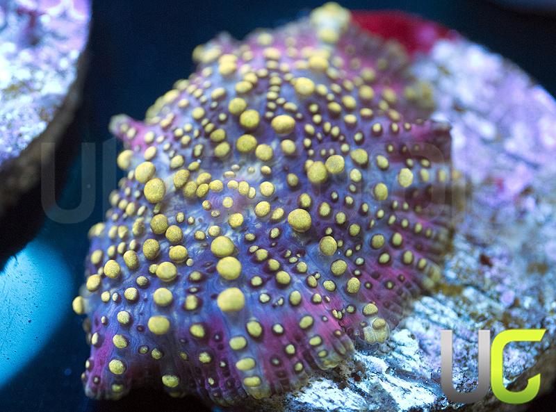 Lava Lamp Mushroom