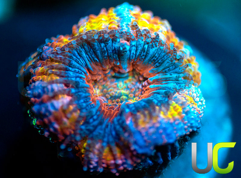 UC Flower Power Micro Lord