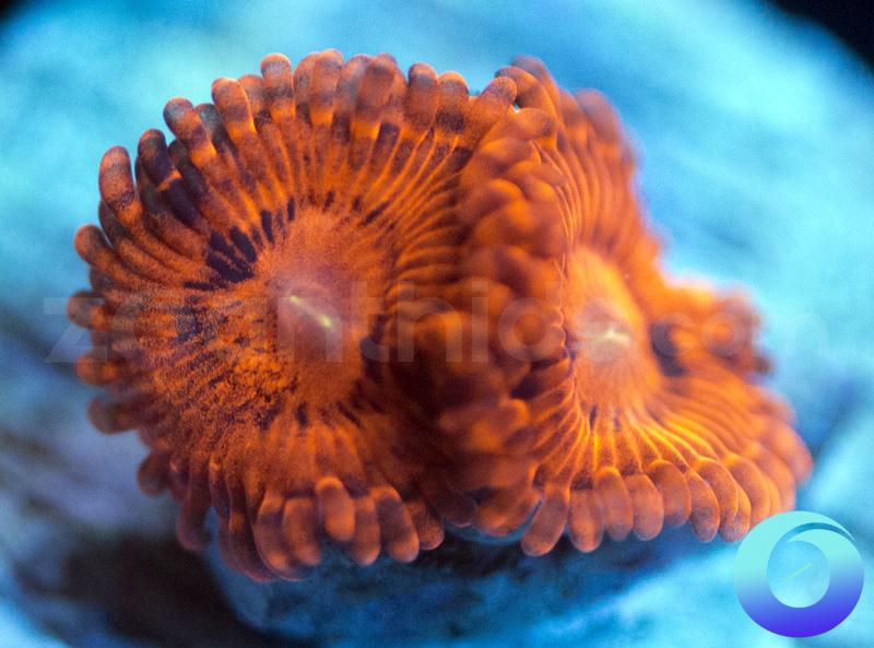 Valentine's Day Massacre