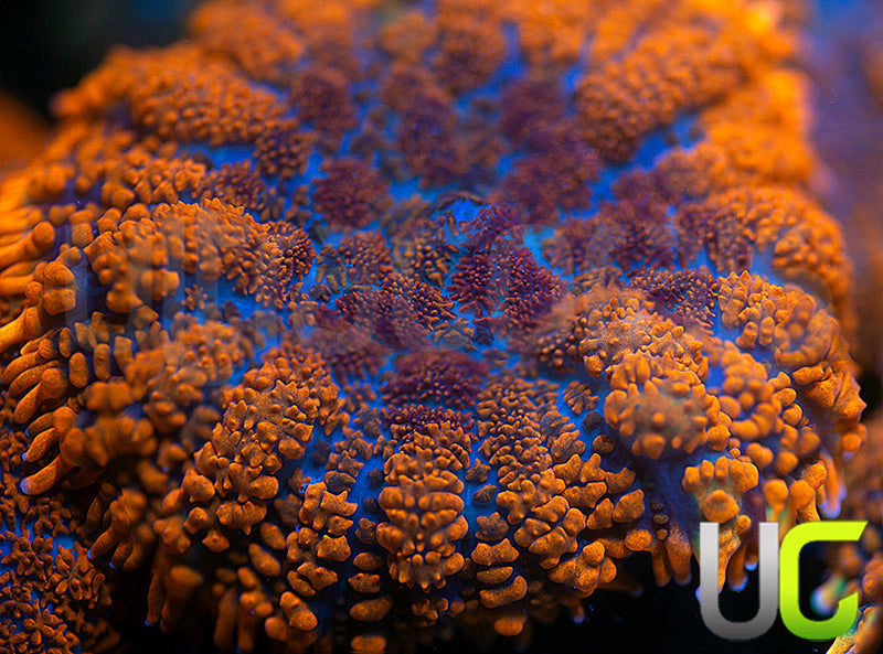 UC Hells Spells Mushroom