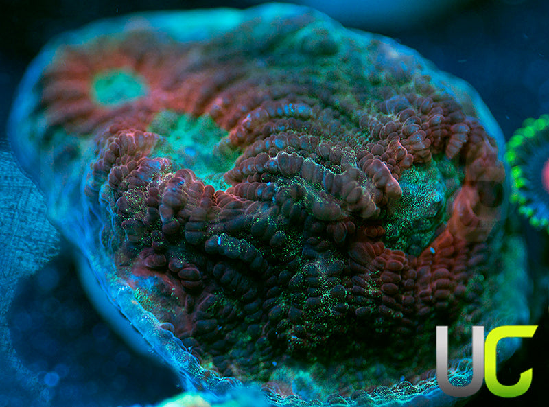 UC Dragon Mist Mycedium Chalice