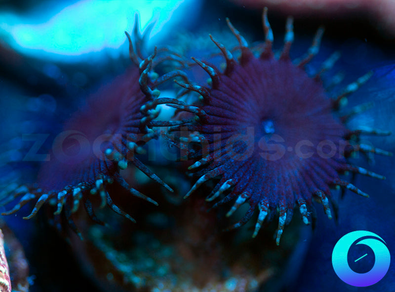 UC Electric Blue Proto