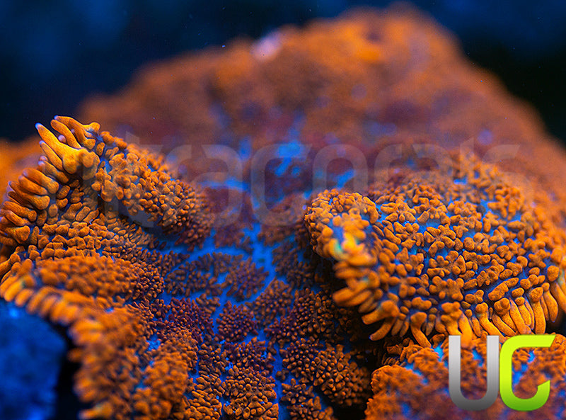 UC Hells Spells Mushroom