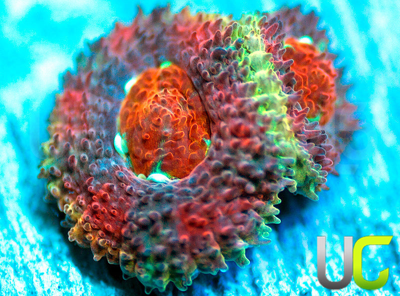 UC Limp Bizkit Micro Amakusensis