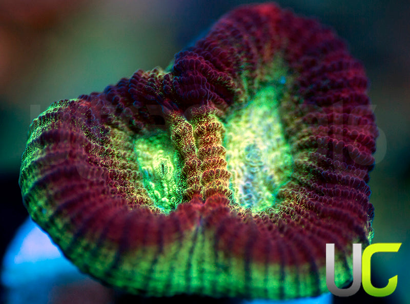 UC Red Rebel Goniastrea