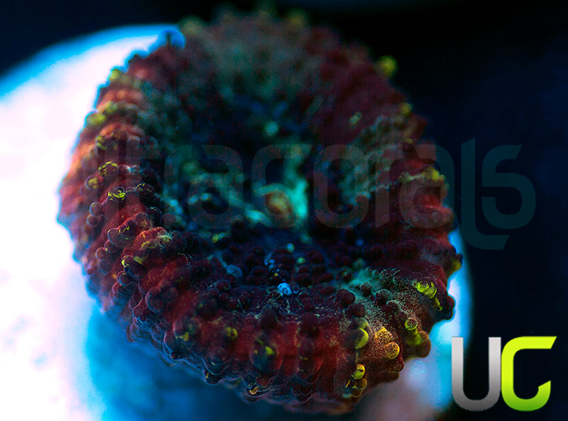 JF Yellow Submarine Favia