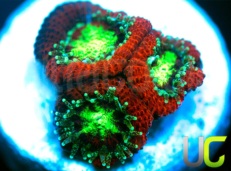 UC Blood Hunter Micro Amakusensis