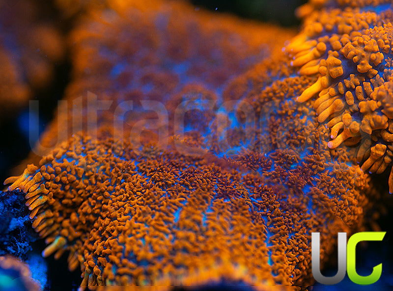 UC Hells Spells Mushroom