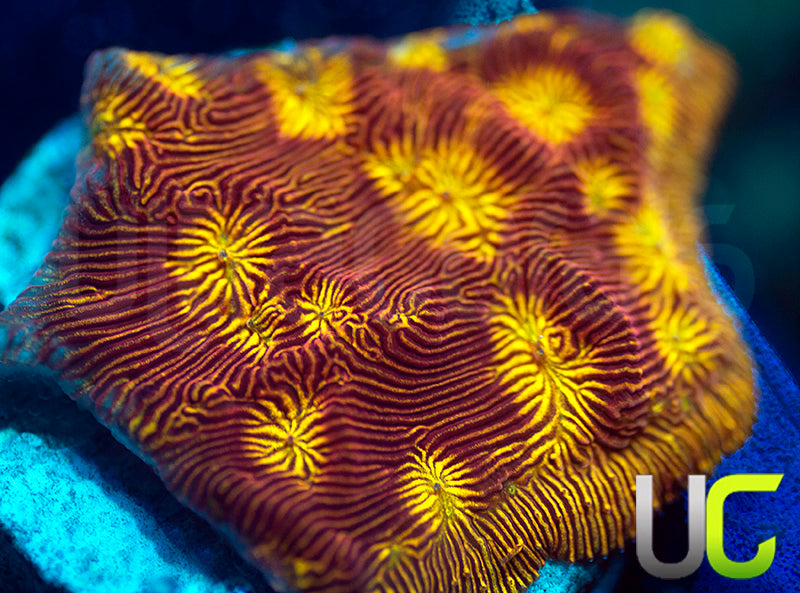 UC Sun Goddess Lepto