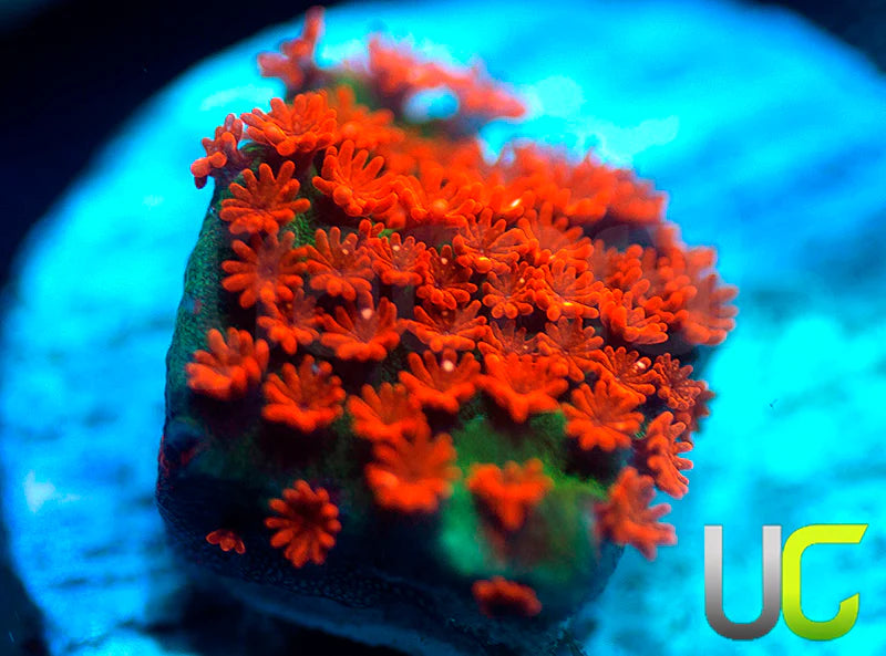 BigR Screamin Demon Monti