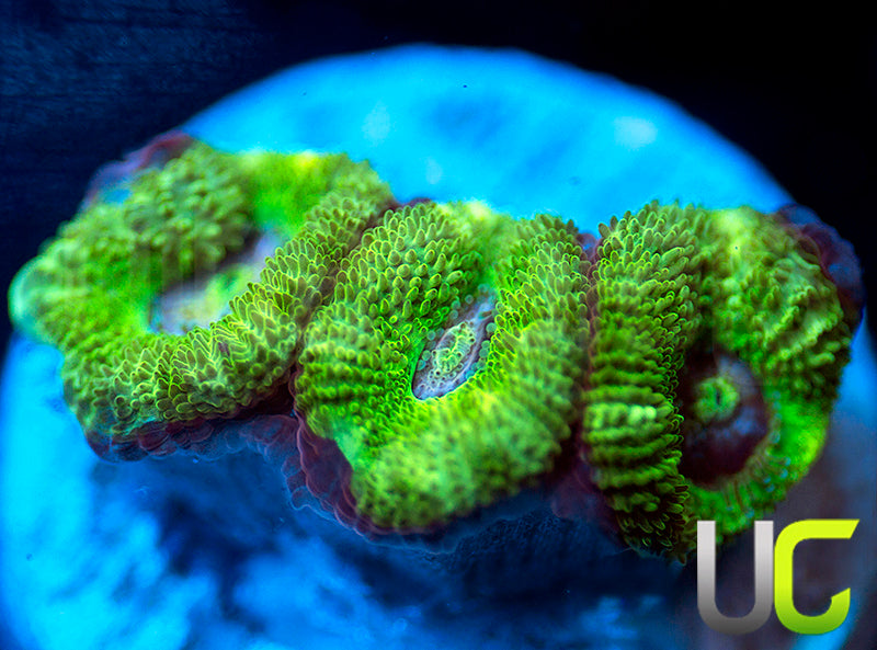 NEW RELEASE: UC Pink Flamingo Micro Amakusensis