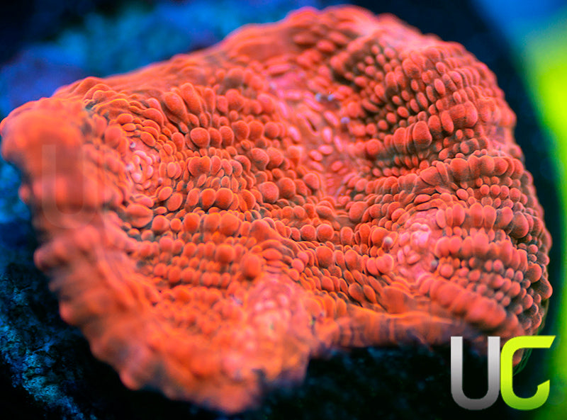 UC Black Dahlia Chalice