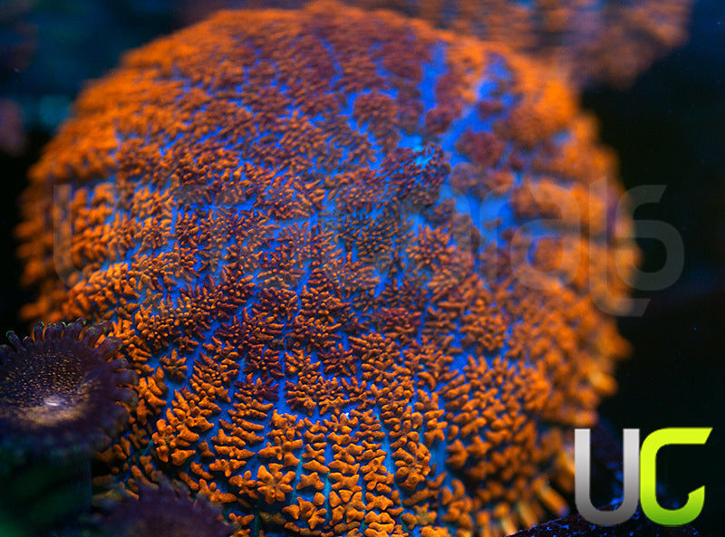 UC Hells Spells Mushroom