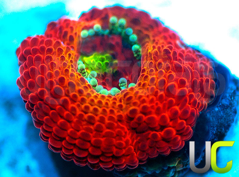 NEW RELEASE: UC Skittles Micro Amakusensis