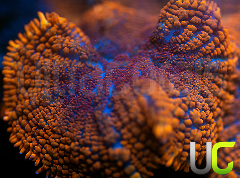 UC Hells Spells Mushroom