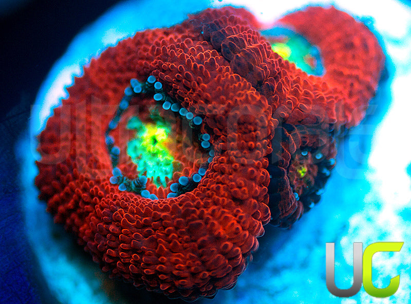 UC Red Ripper Micro Amakusensis