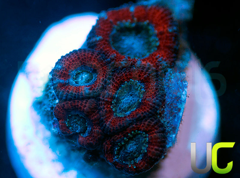 NEW RELEASE: UC Superhero Micro Amakusensis