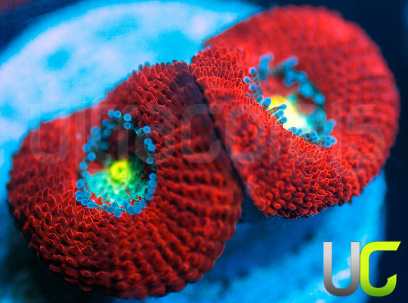 UC Red Ripper Micro Amakusensis