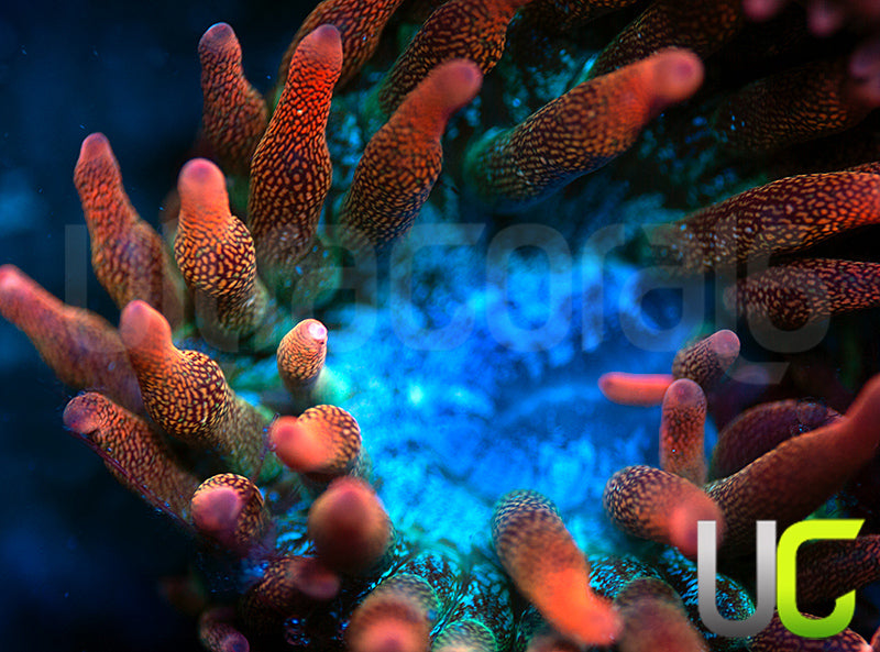 UC Spitfire Anemone - SM