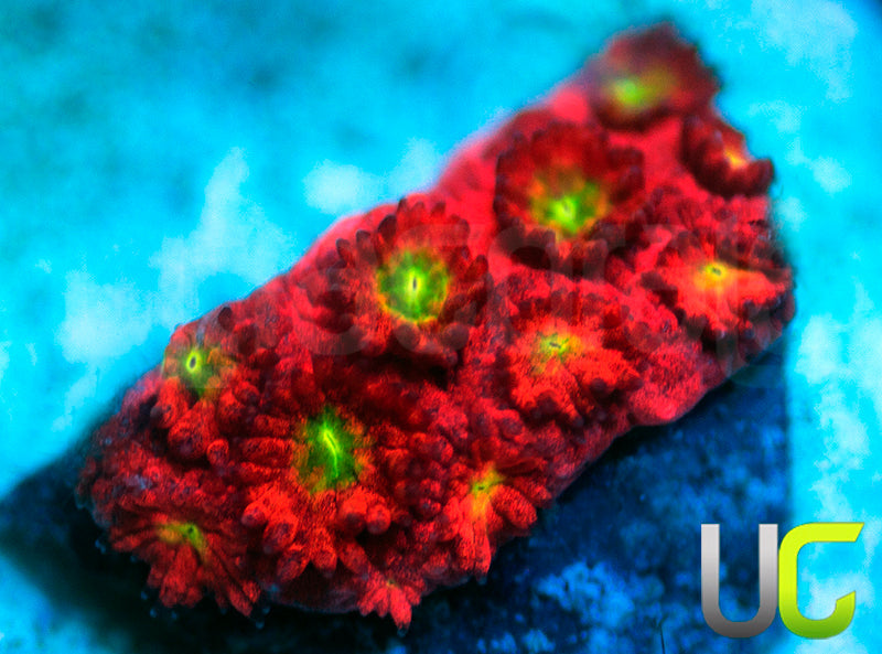 UC Sweet Tart Madracis