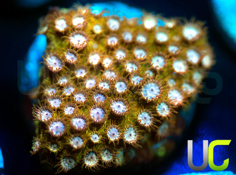 Yellowjacket Cyphastrea