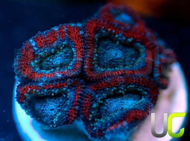 NEW RELEASE: UC Superhero Micro Amakusensis