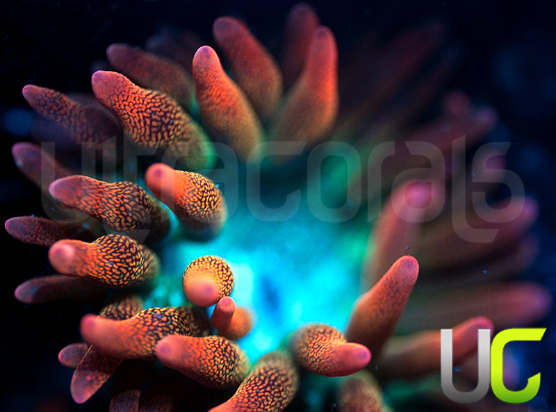 UC Spitfire Anemone - MED