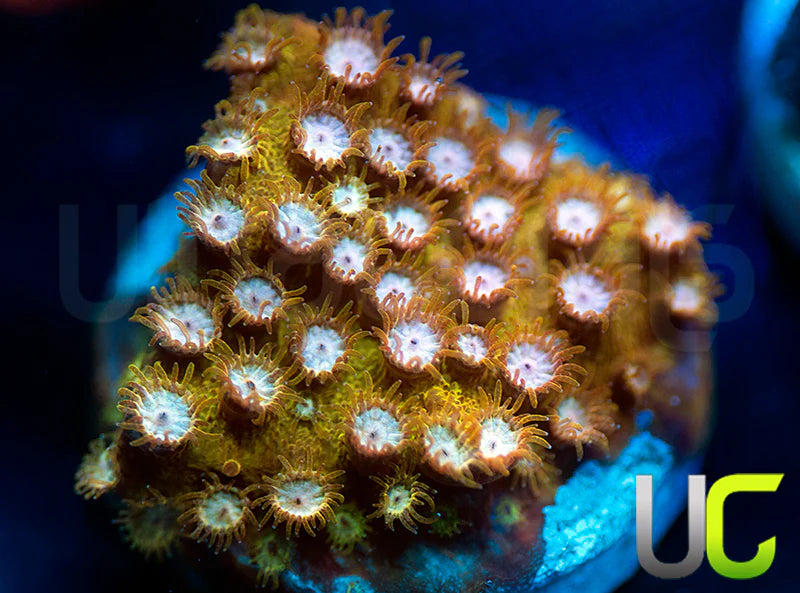 UC Yellowjacket Cyphastrea
