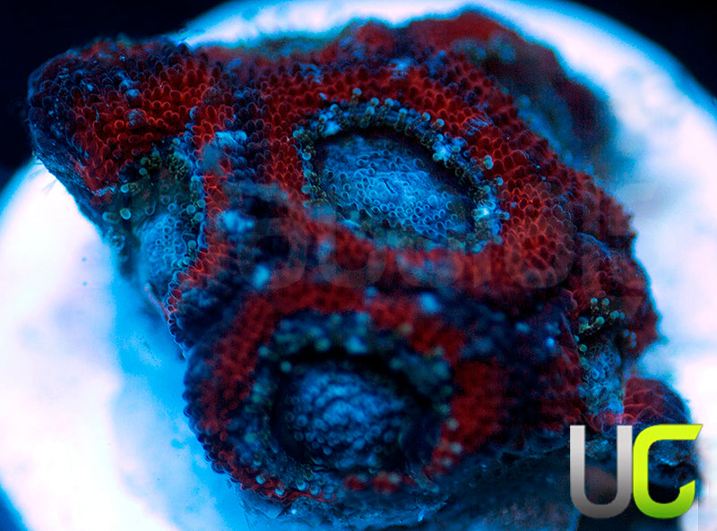 NEW RELEASE: UC Superhero Micro Amakusensis