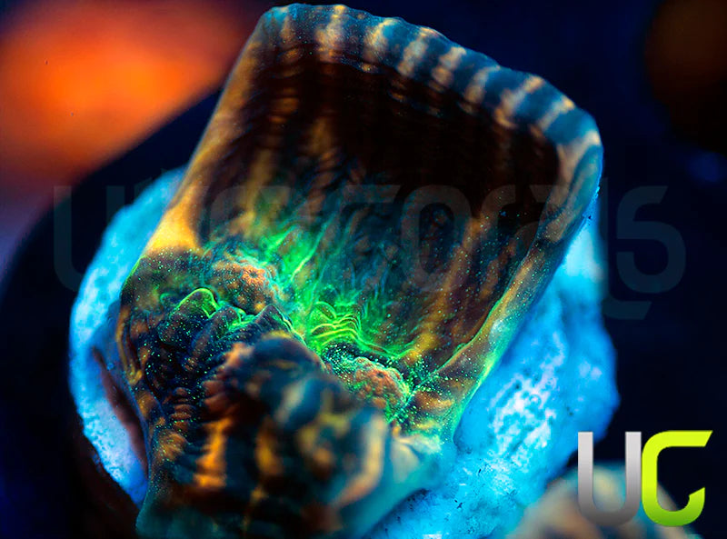 NEW RELEASE: UC Tiger King Mycedium Chalice