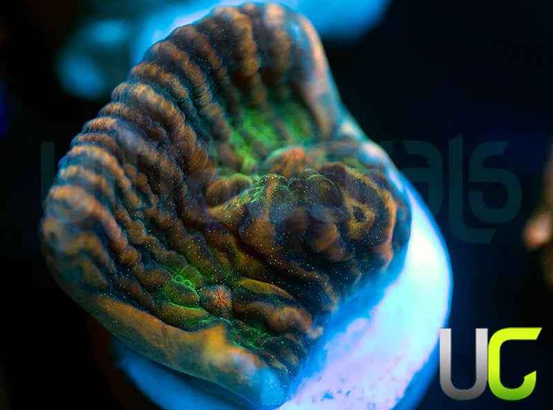 NEW RELEASE: UC Tiger King Mycedium Chalice