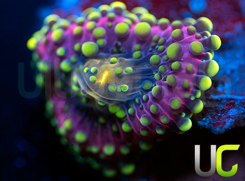 UC Green Lantern Yuma Ricordea