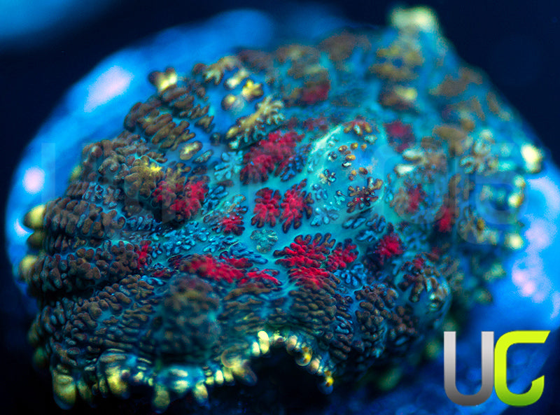 UC High Roller Mushroom