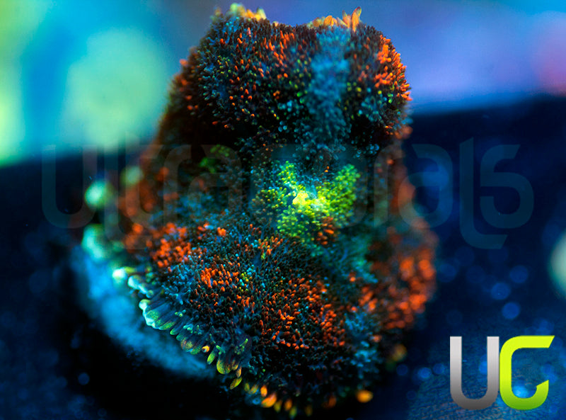 UC Octoberfest Mushroom