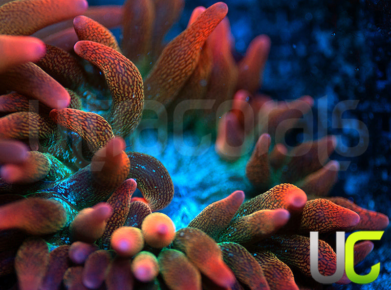 UC Spitfire Anemone- MED