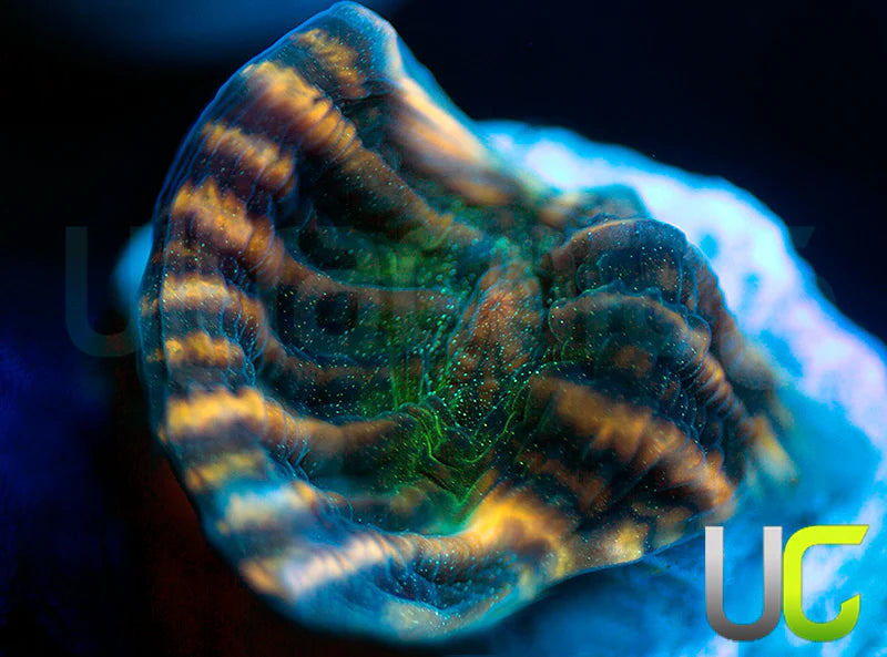 NEW RELEASE: UC Tiger King Mycedium Chalice