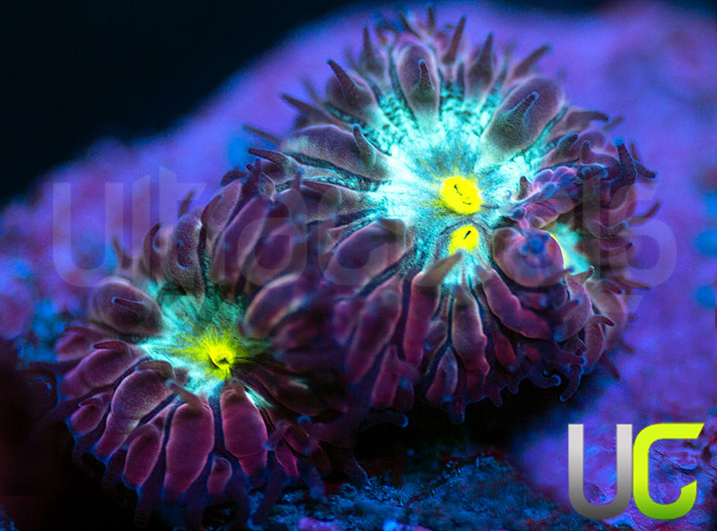 UC Rocketman Blastos