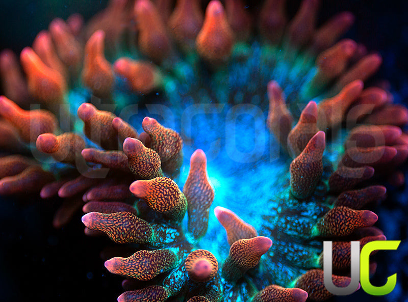 UC Spitfire Anemone - LG
