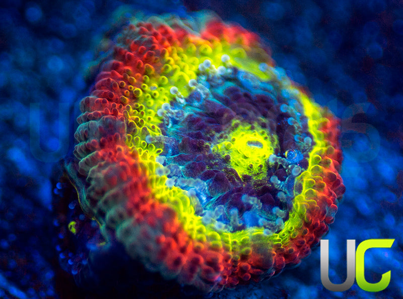 BigR Holy Grail Micro Amakusensis