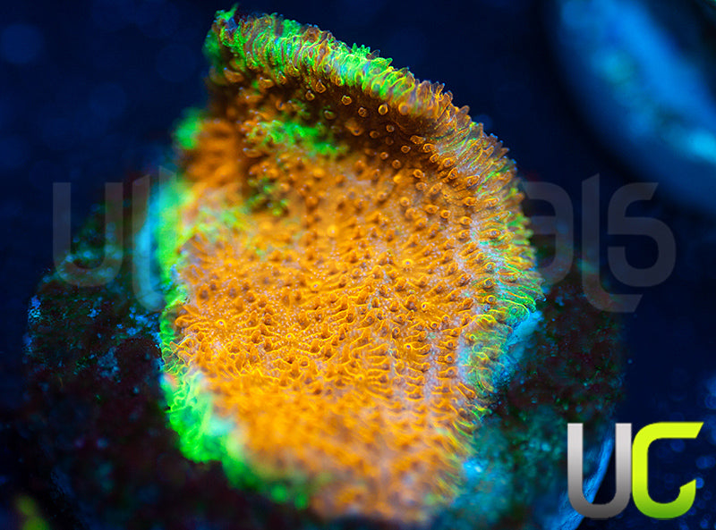 Watermelon Psammocora