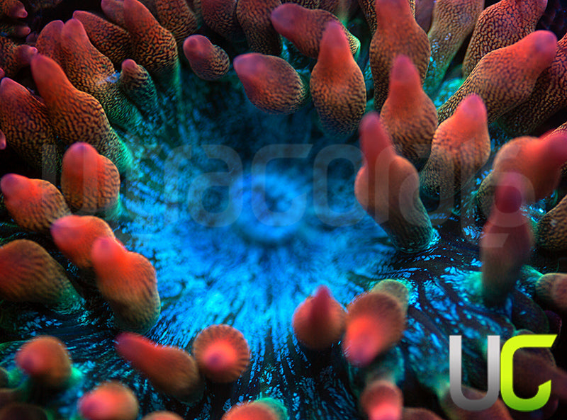 UC Spitfire Anemone - LG