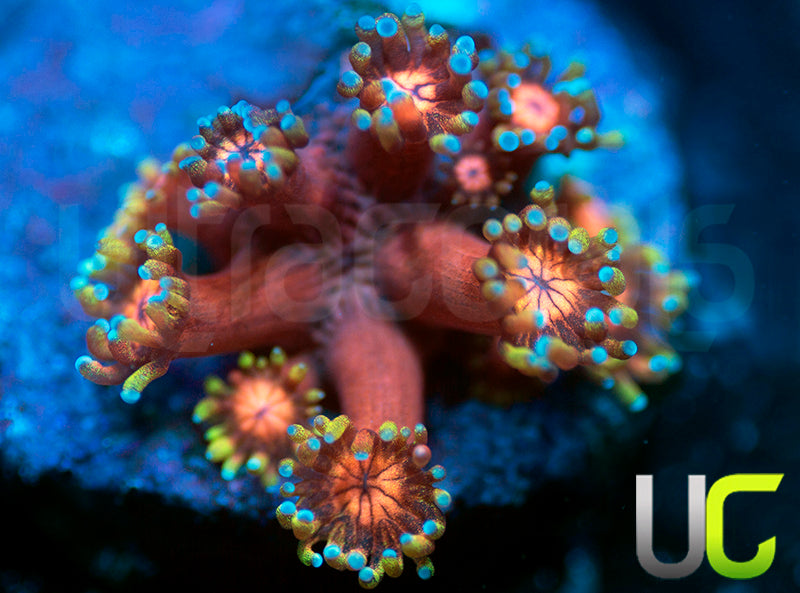 BigR Valentines Goni