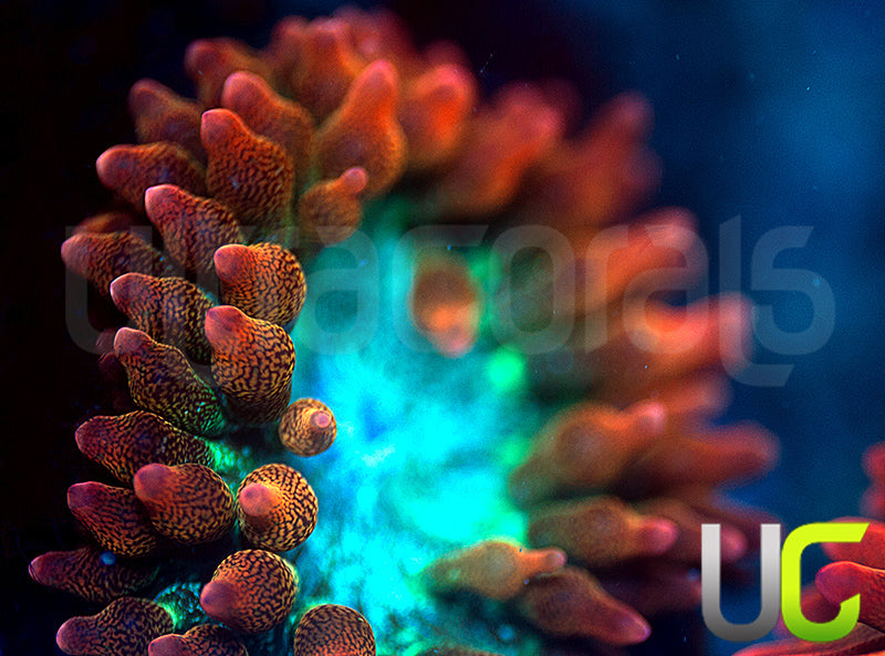 UC Spitfire Anemone- MED