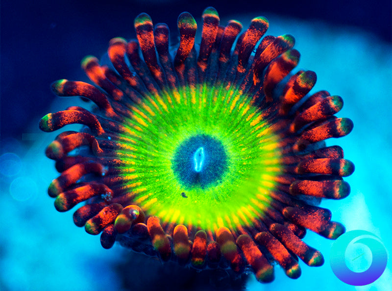 NEW RELEASE: Bazinga